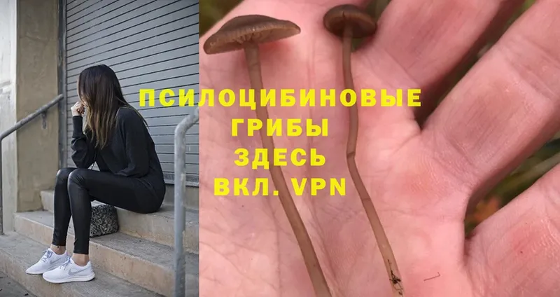 Псилоцибиновые грибы Psilocybe  мега как зайти  Болгар  дарнет шоп 